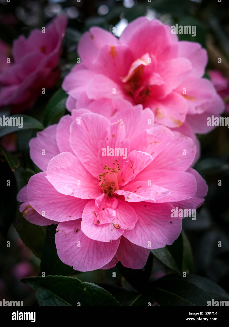 Pink Camellia flower In Denzell House and Gardens - Smartphone Captured Stock Image
