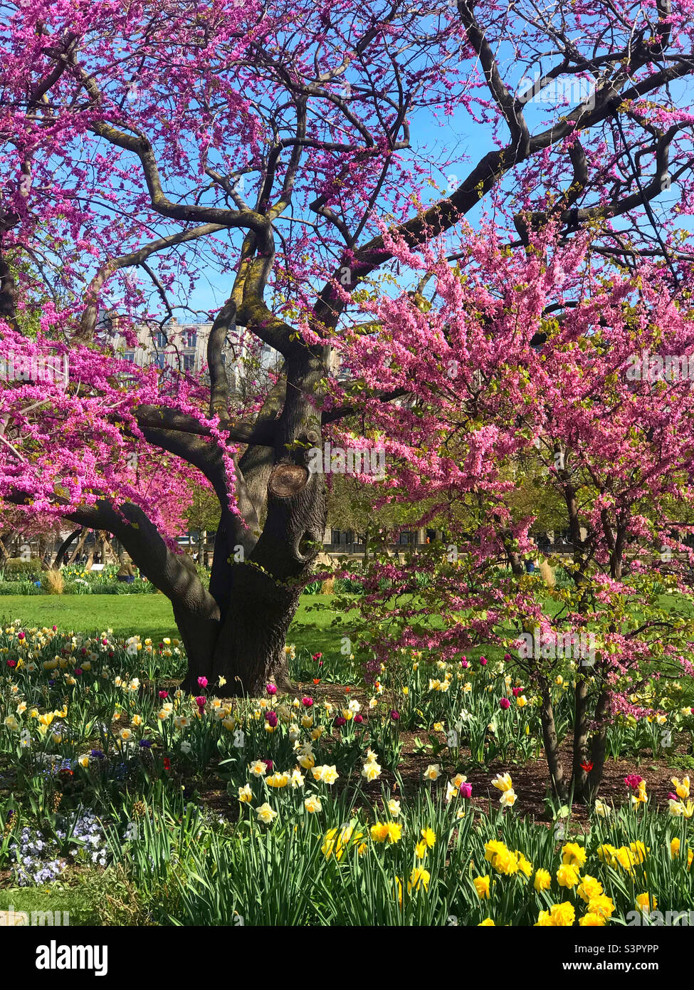 Beautiful pink blossom and daffodils in the Jardin Tuileries in Paris Stock Photo