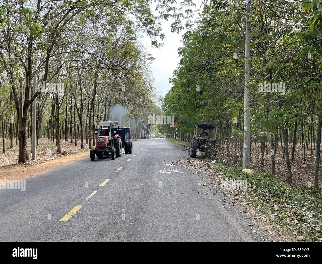 Rubber forest in the changing season - Smartphone Captured Stock Image