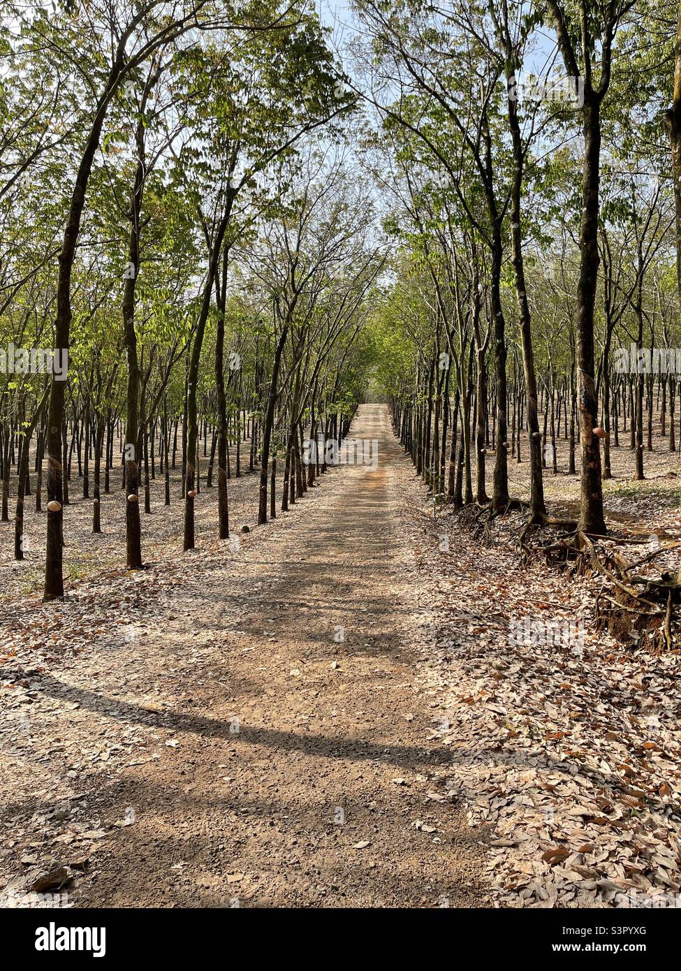 Rubber forest in the changing season - Smartphone Captured Stock Image