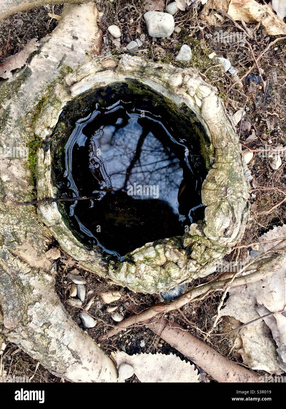 Rainwater collected in the hollow of a tree stump. Start of a new cycle of aquatic life. Ontario, Canada. - Smartphone Captured Stock Image