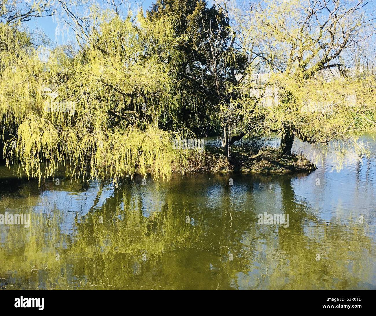 Trees and their reflections on the lake - Smartphone Captured Stock Image