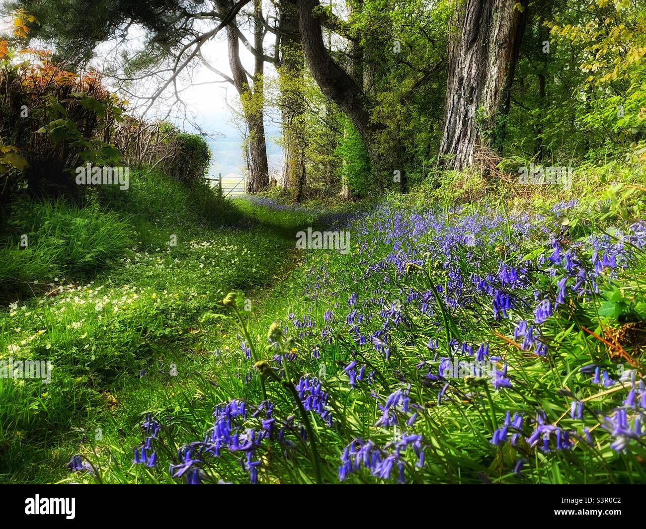 Woodland path with bluebells, April. - Smartphone Captured Stock Image