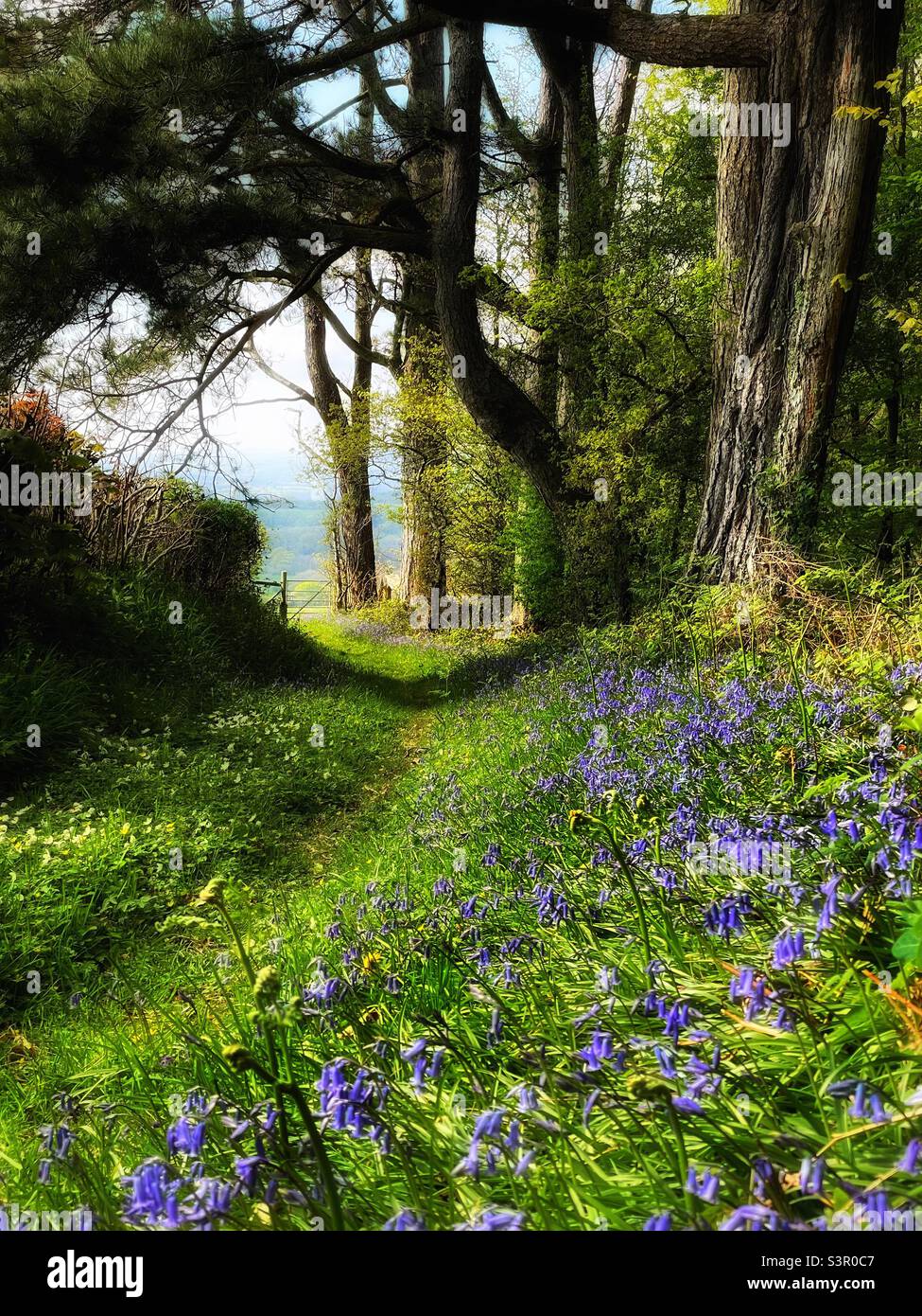 Woodland pathway with bluebells, April. Stock Photo