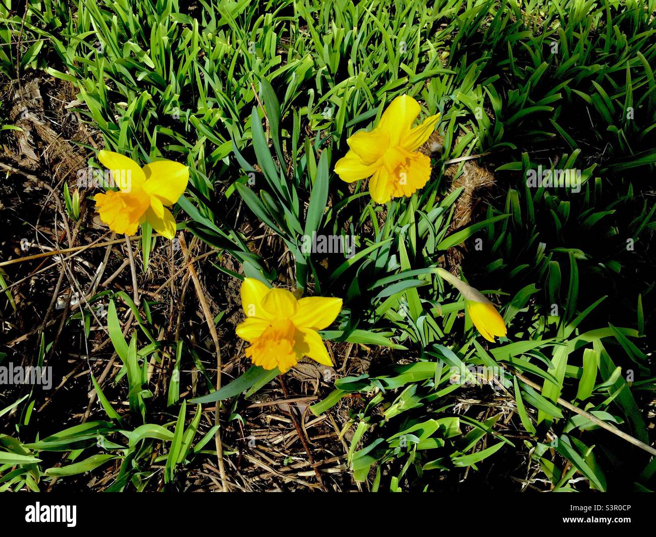 Three daffodils and a bud in a wild patch, marking the onset of another Spring, Ontario, Canada. Late April. Concepts: fresh, freshness, portent, newness. - Smartphone Captured Stock Image