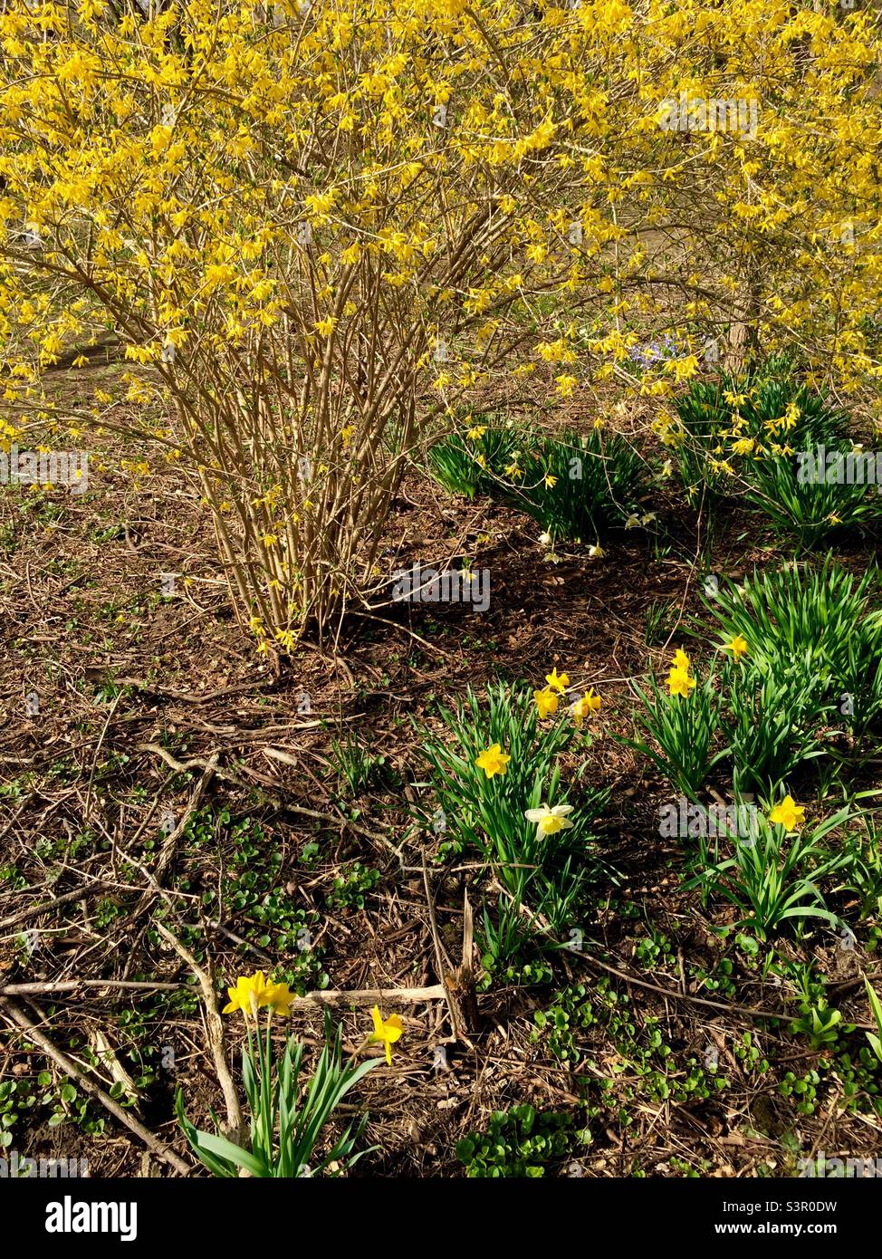 Daffodils and forsythia, yellow gold of early Spring in a wilderness patch, Ontario, Canada. Freshness, new beginning, another cycle. Stock Photo