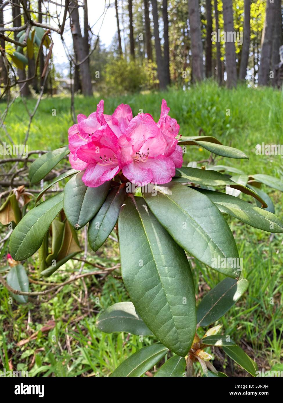 A pink rhododendron flower. Stock Photo