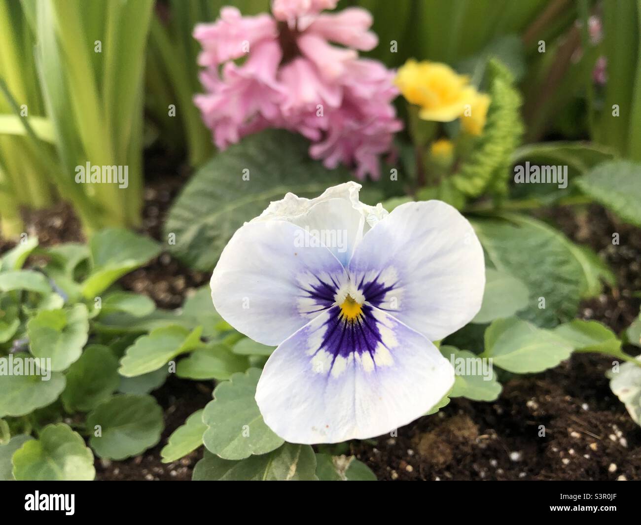 Beautiful spring flowers. - Smartphone Captured Stock Image