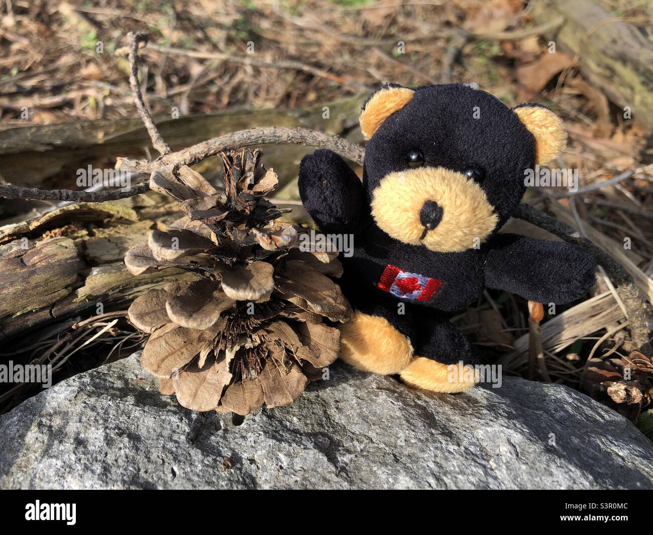 Cute black teddy bear sale