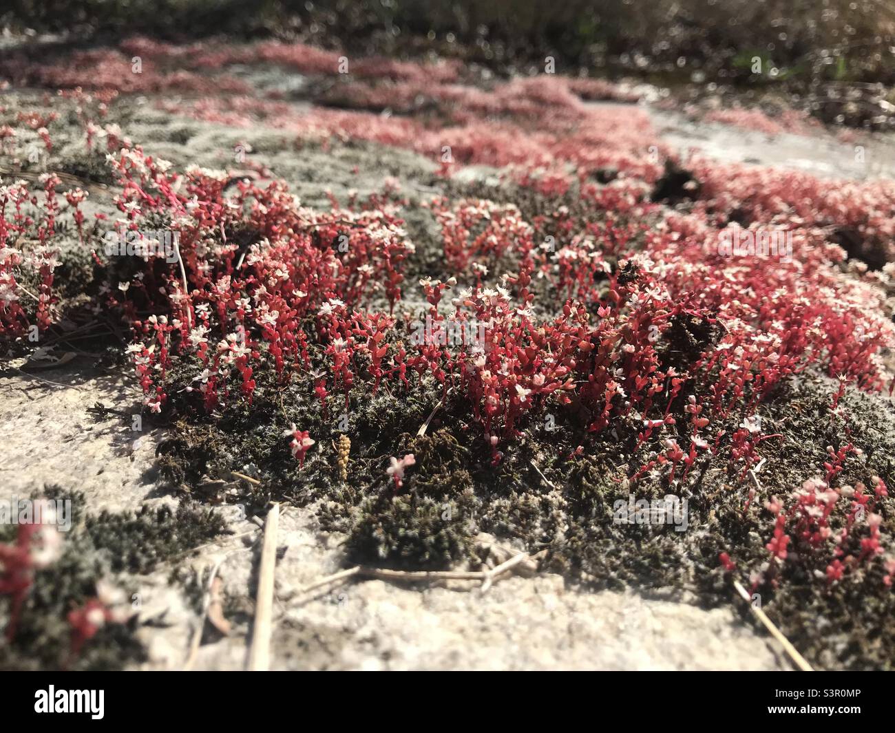 Pink and white wildflowers hi-res stock photography and images - Alamy