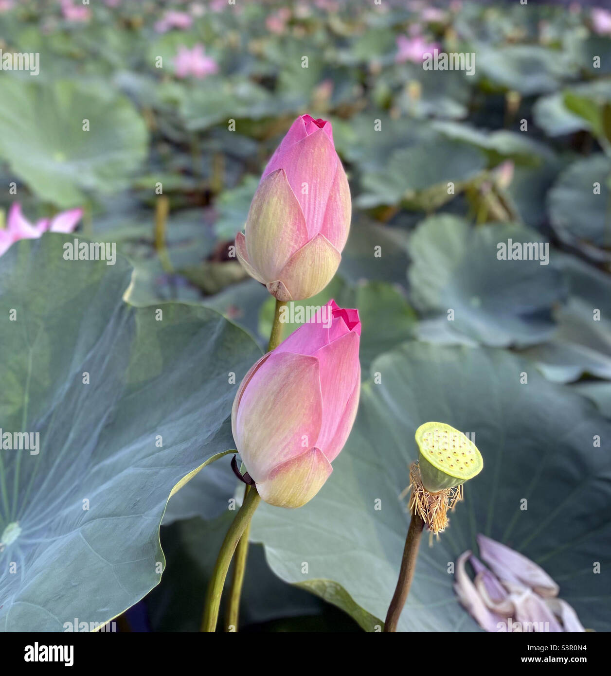 Lotus - Smartphone Captured Stock Image