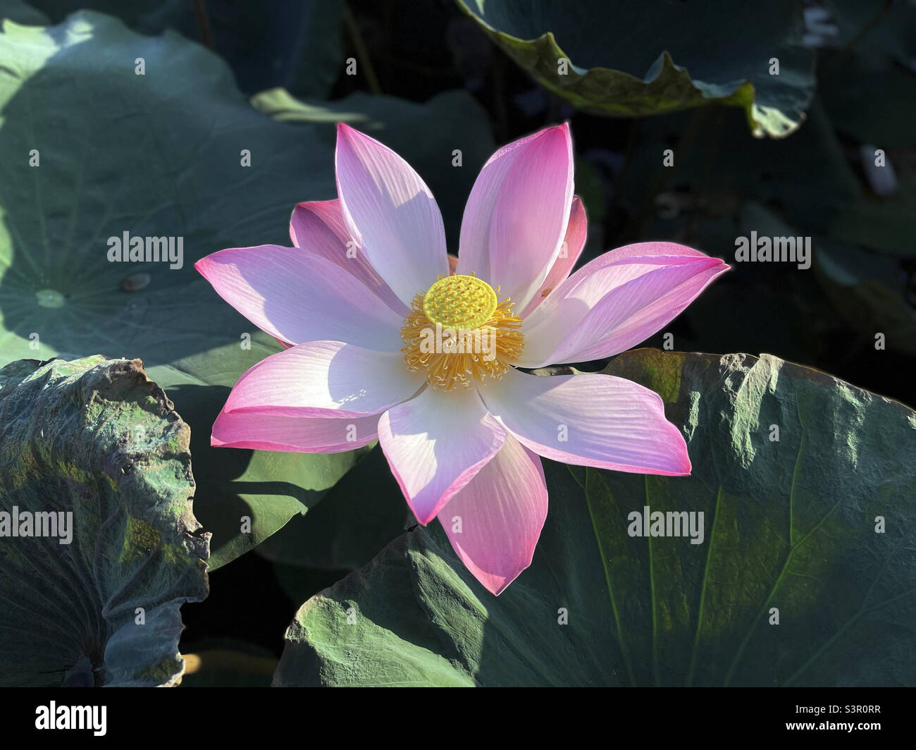 Lotus flower - Smartphone Captured Stock Image