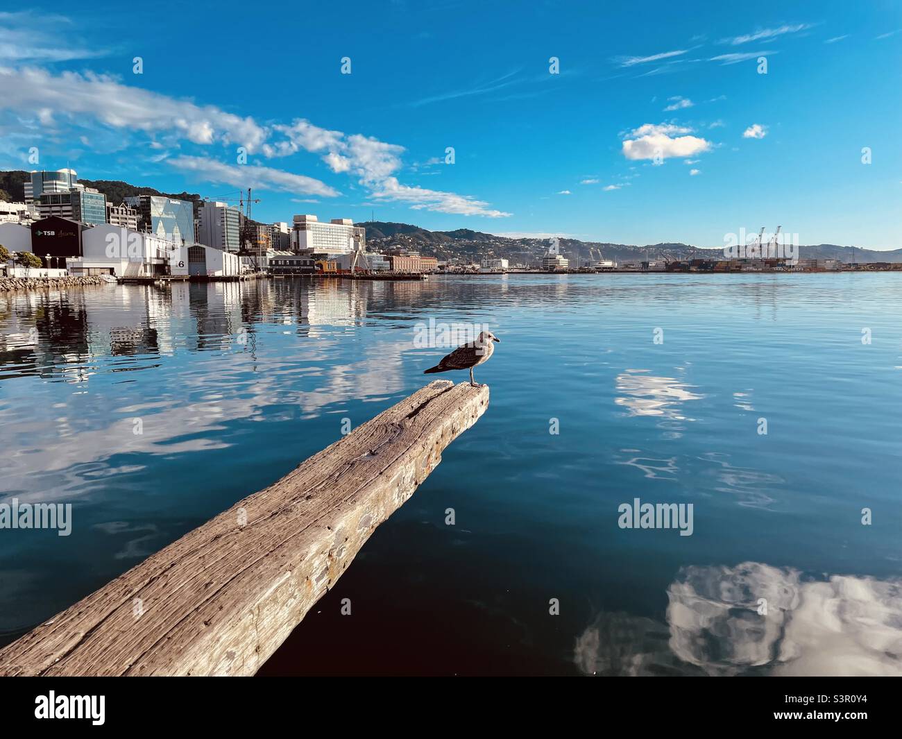 A seagull perches on a diving board above wellington harbour - Smartphone Captured Stock Image