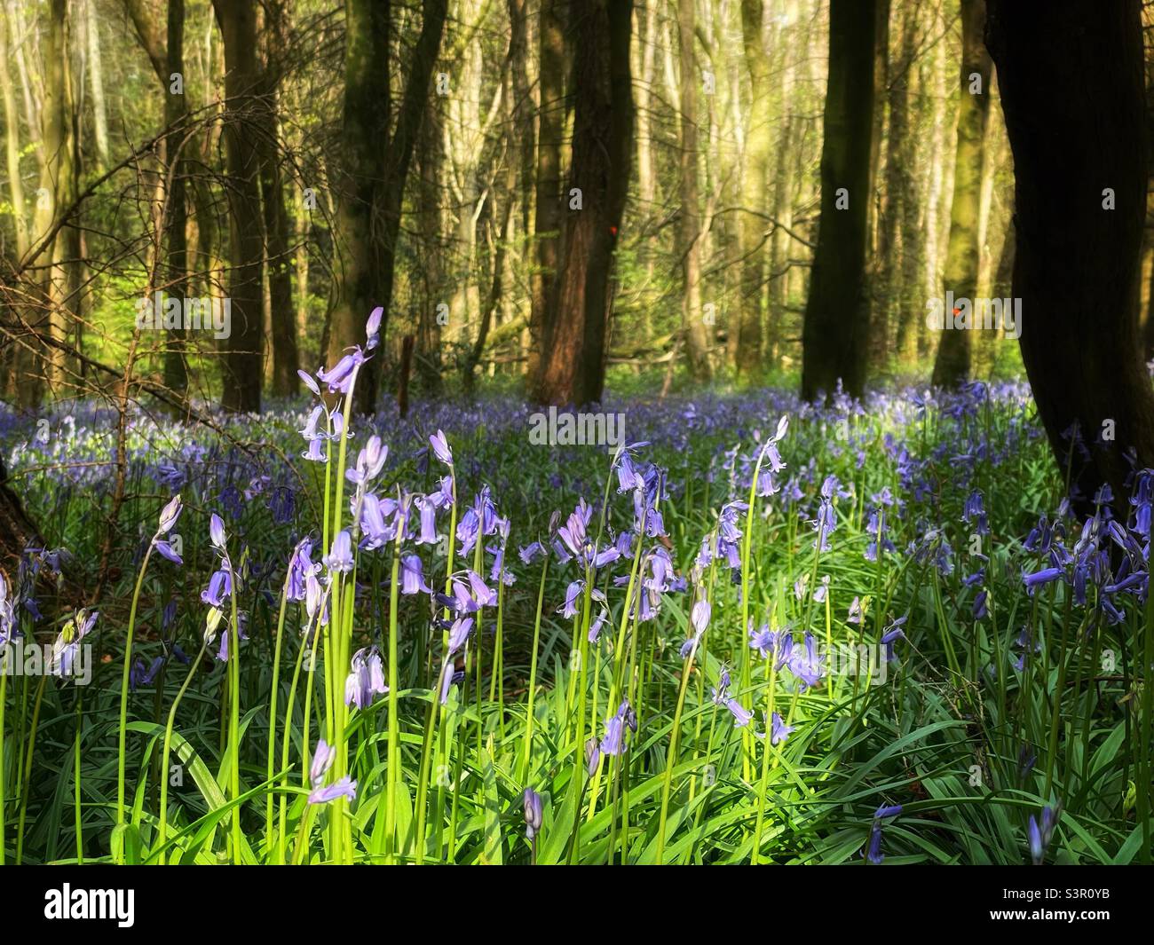 Sunlit bluebells in a Welsh woodland, April. Stock Photo