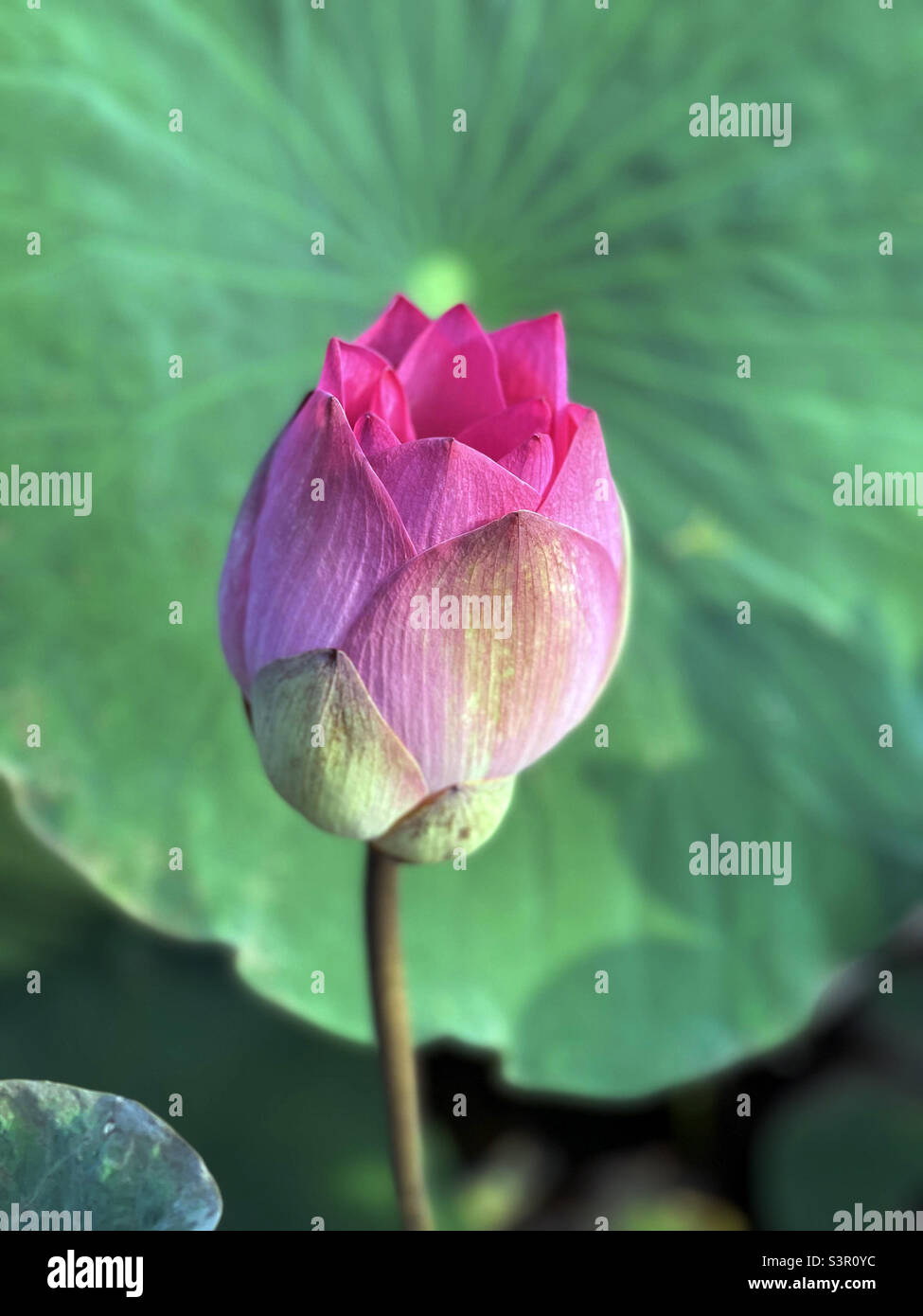 Lotus - Smartphone Captured Stock Image