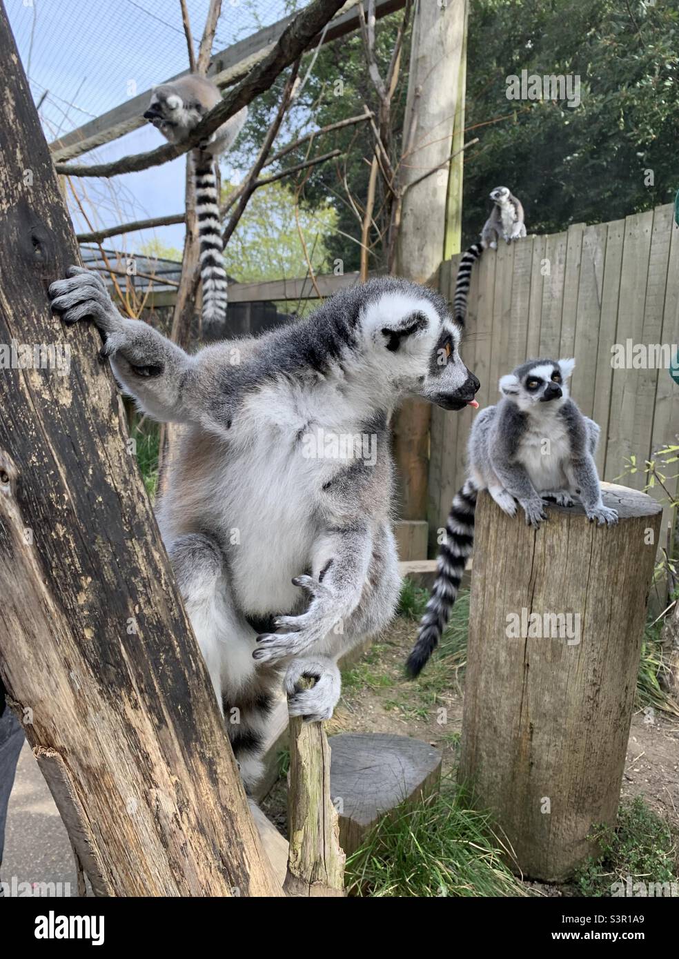 Lemurs at London zoo - Smartphone Captured Stock Image