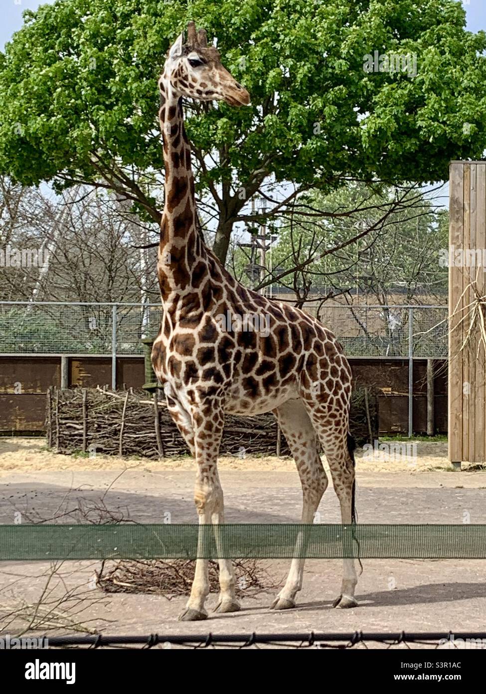 Giraffe at London zoo Stock Photo Alamy