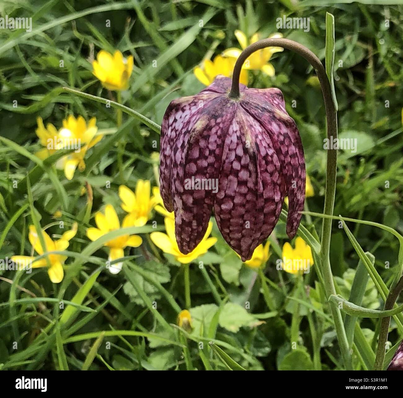 Fritillary lily in bloom with buttercups and meadow grass in Spring. - Smartphone Captured Stock Image