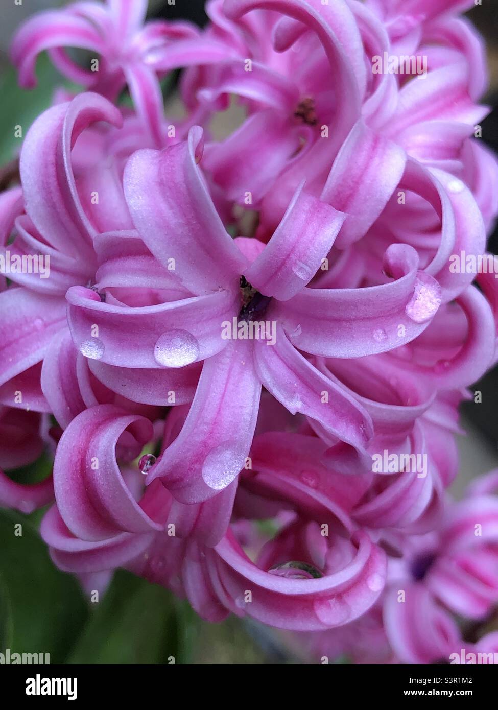 Macro photo of a pink Hyacinth with water droplets on the petals. Stock Photo