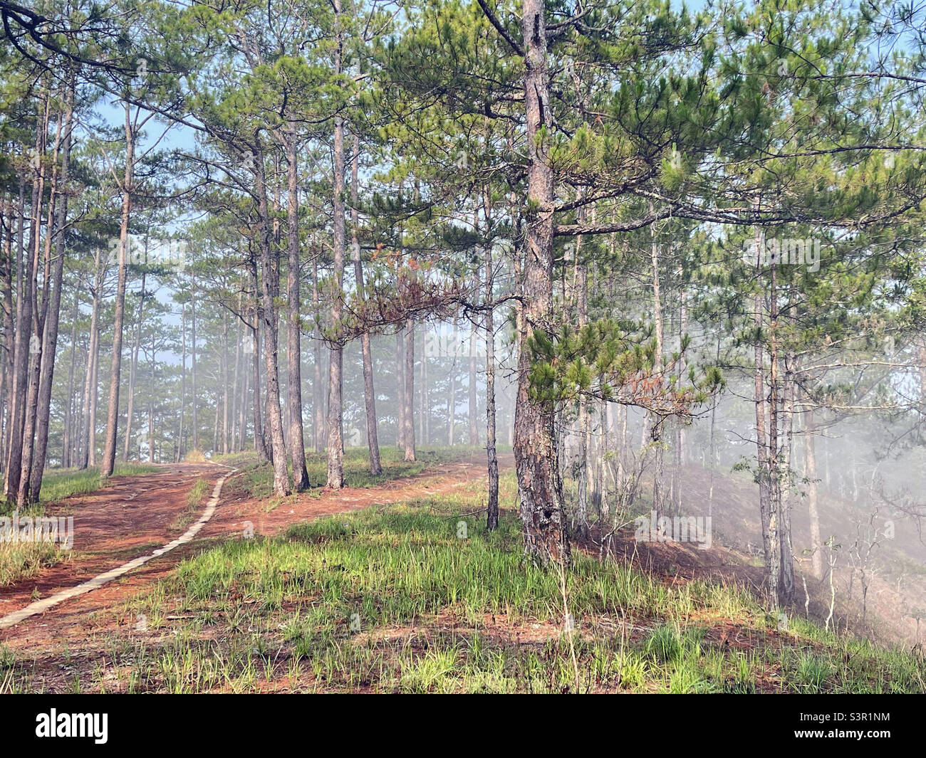 Small path in the pine forest Stock Photo