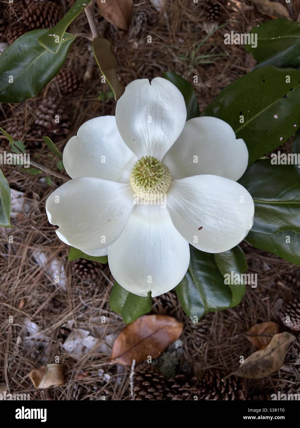 White magnolia flower Stock Photo