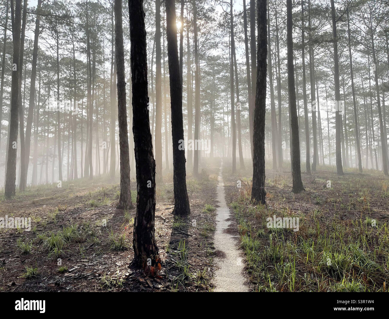 pine forest in the morning sun Stock Photo - Alamy