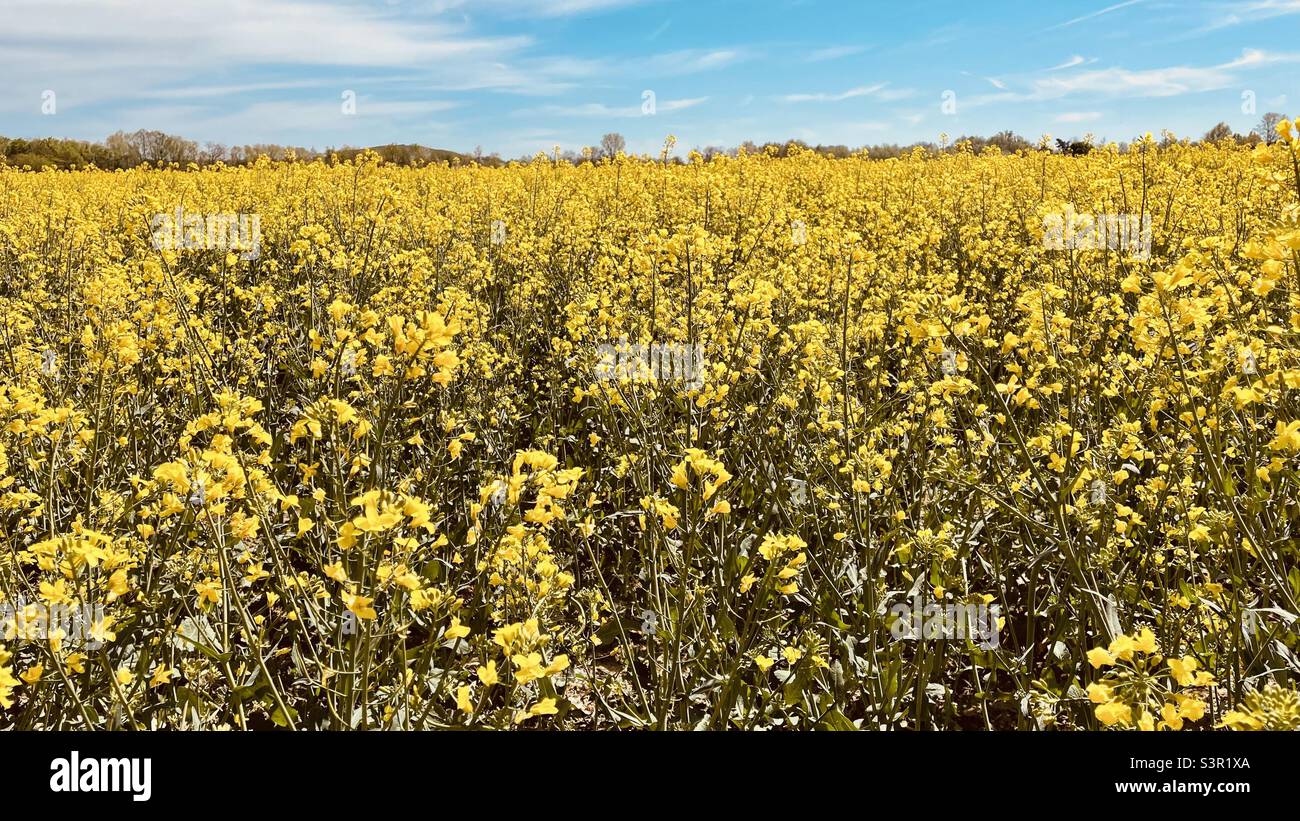 Field Rapsfeld Stock Photo