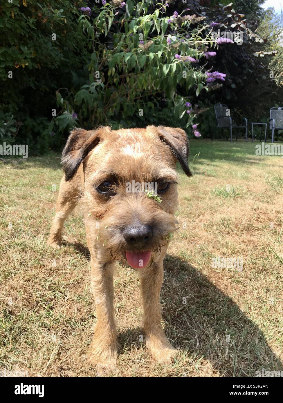 A border terrier panting on a hot and humid day - Smartphone Captured Stock Image