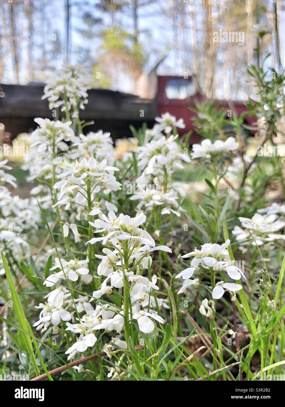 White candytuft flowers in spring with vintage truck in background Stock Photo