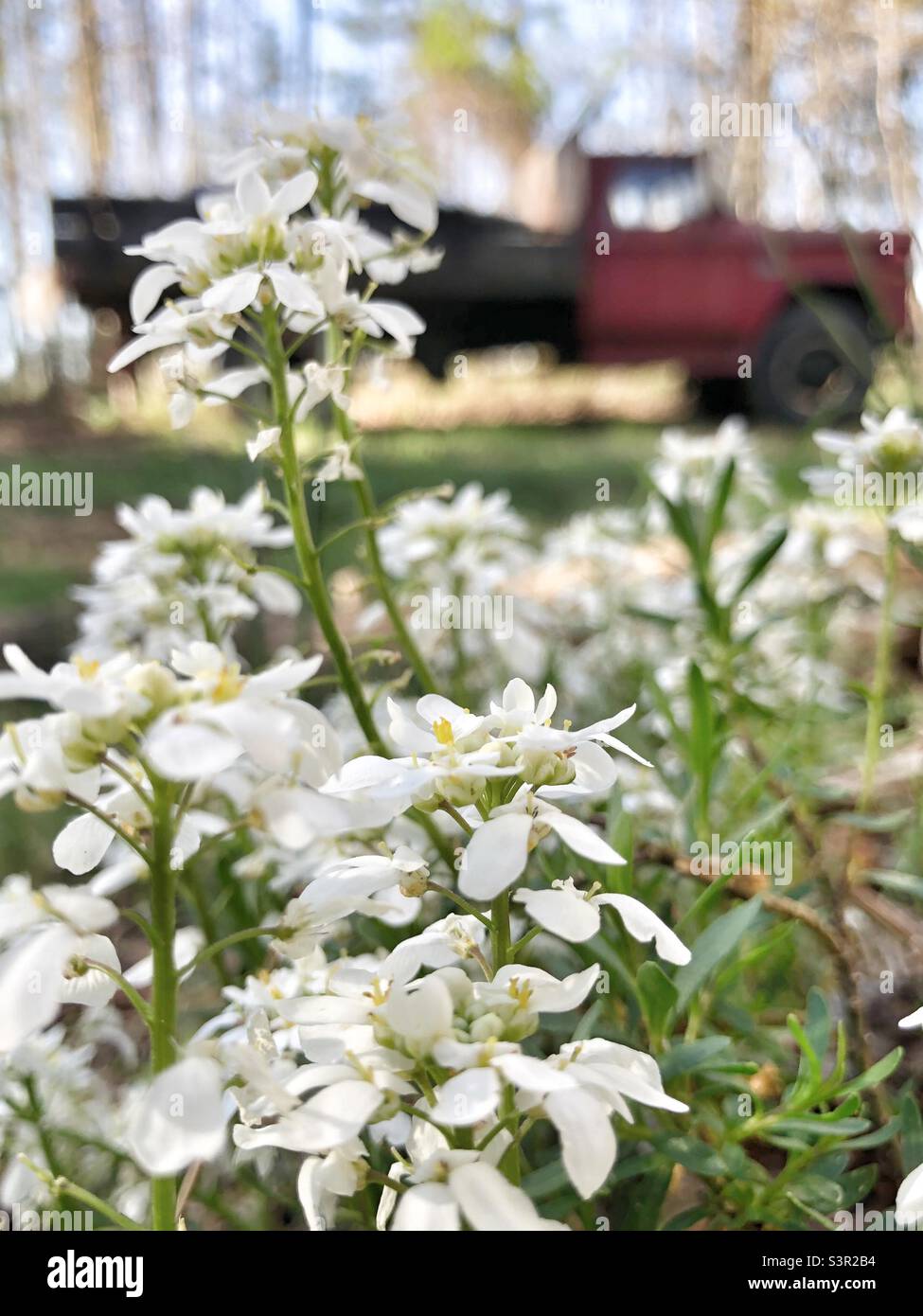 Evergreen candytuft with truck in spring Stock Photo
