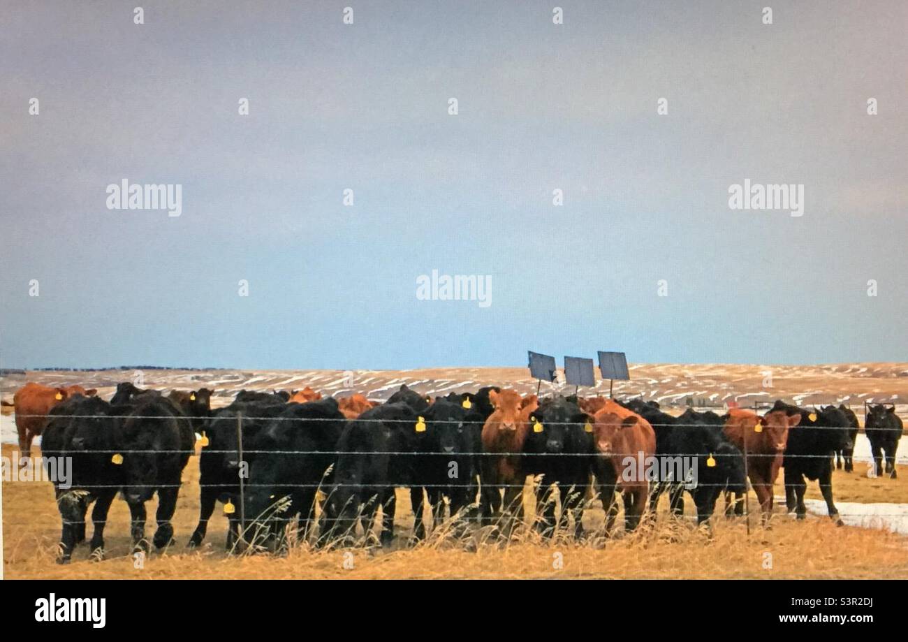Red angus herd hi-res stock photography and images - Alamy