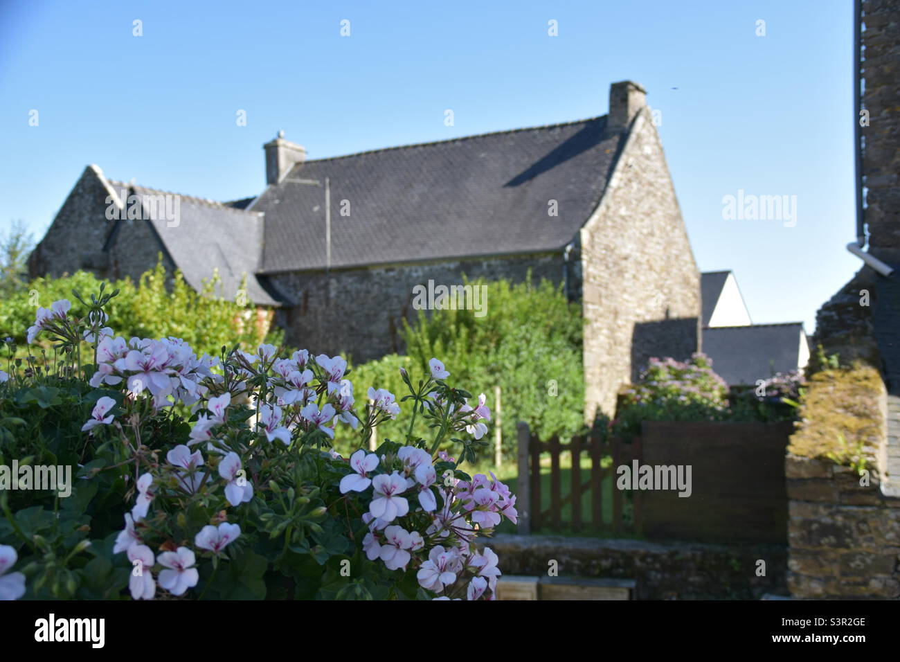 Historic house in french Holiday Region brittany with hortensia in foreground Stock Photo