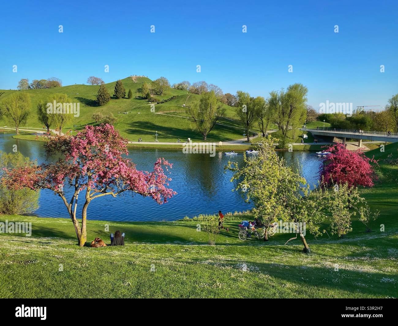 Cherry trees blossoming in Munich Olympic park near the lake, Germany. - Smartphone Captured Stock Image