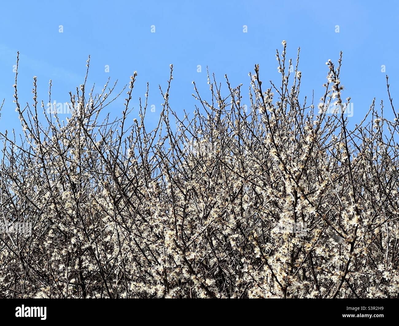 Blackthorn hedge in flower Stock Photo