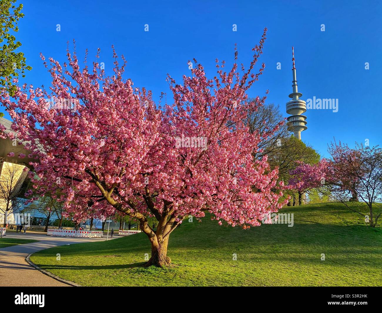 Blossoming pink cherry tree and TV Tower in Munich Olympic Park, Germany. - Smartphone Captured Stock Image