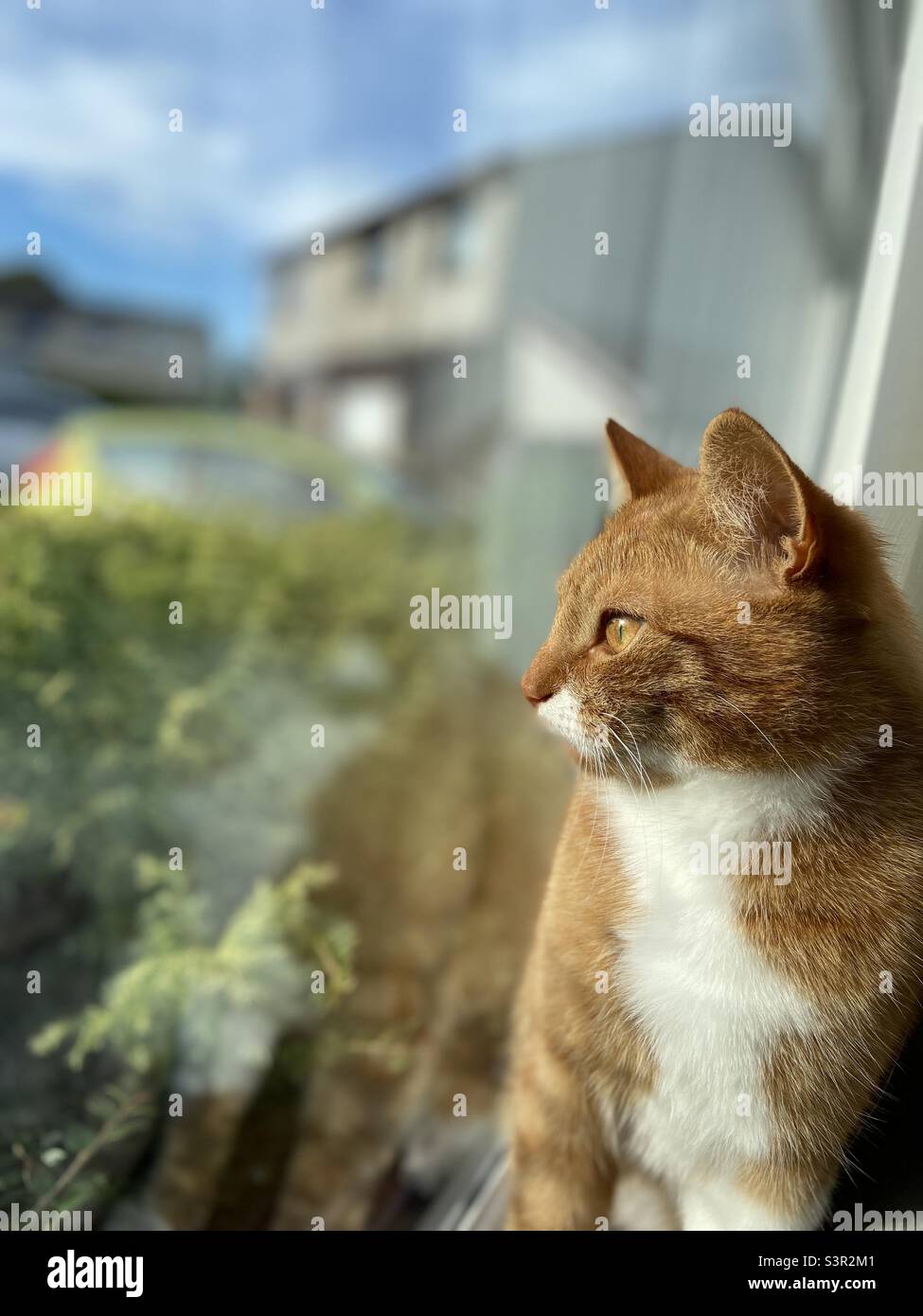 Ginger tabby cat in sun Stock Photo