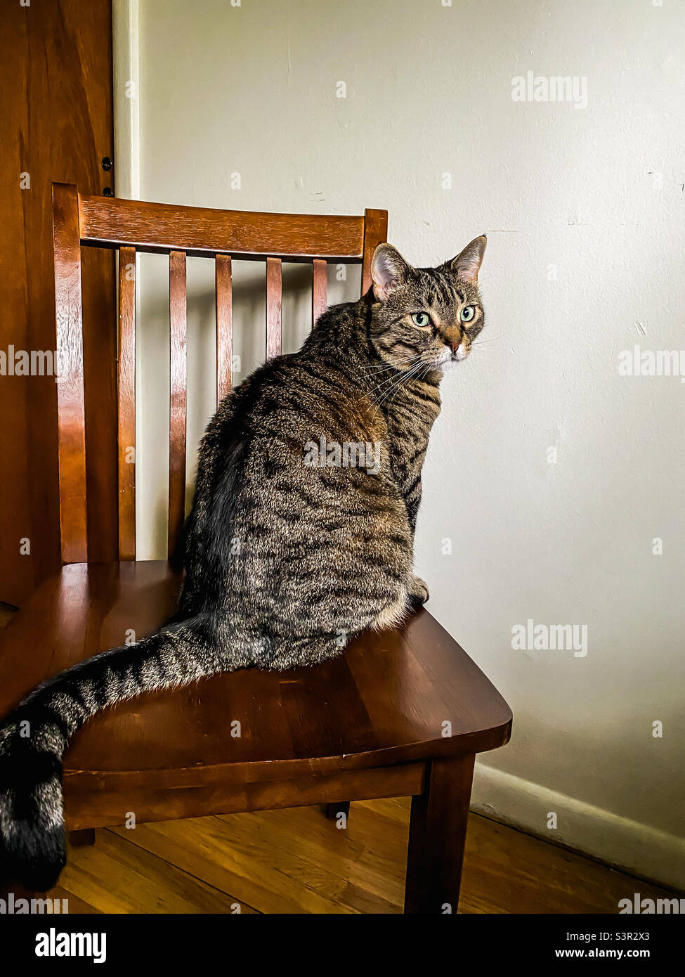 Tabby cat on wooden chair Stock Photo