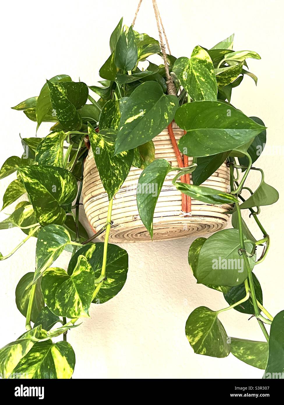 Indoor hanging plants with green leaves Stock Photo