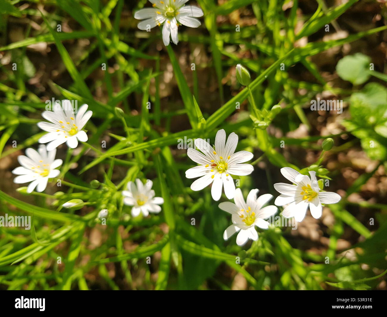 Spring wildflowers stellaria palustris in the forest in Sunny weather. Stellaria palustris reach for the sun Stock Photo