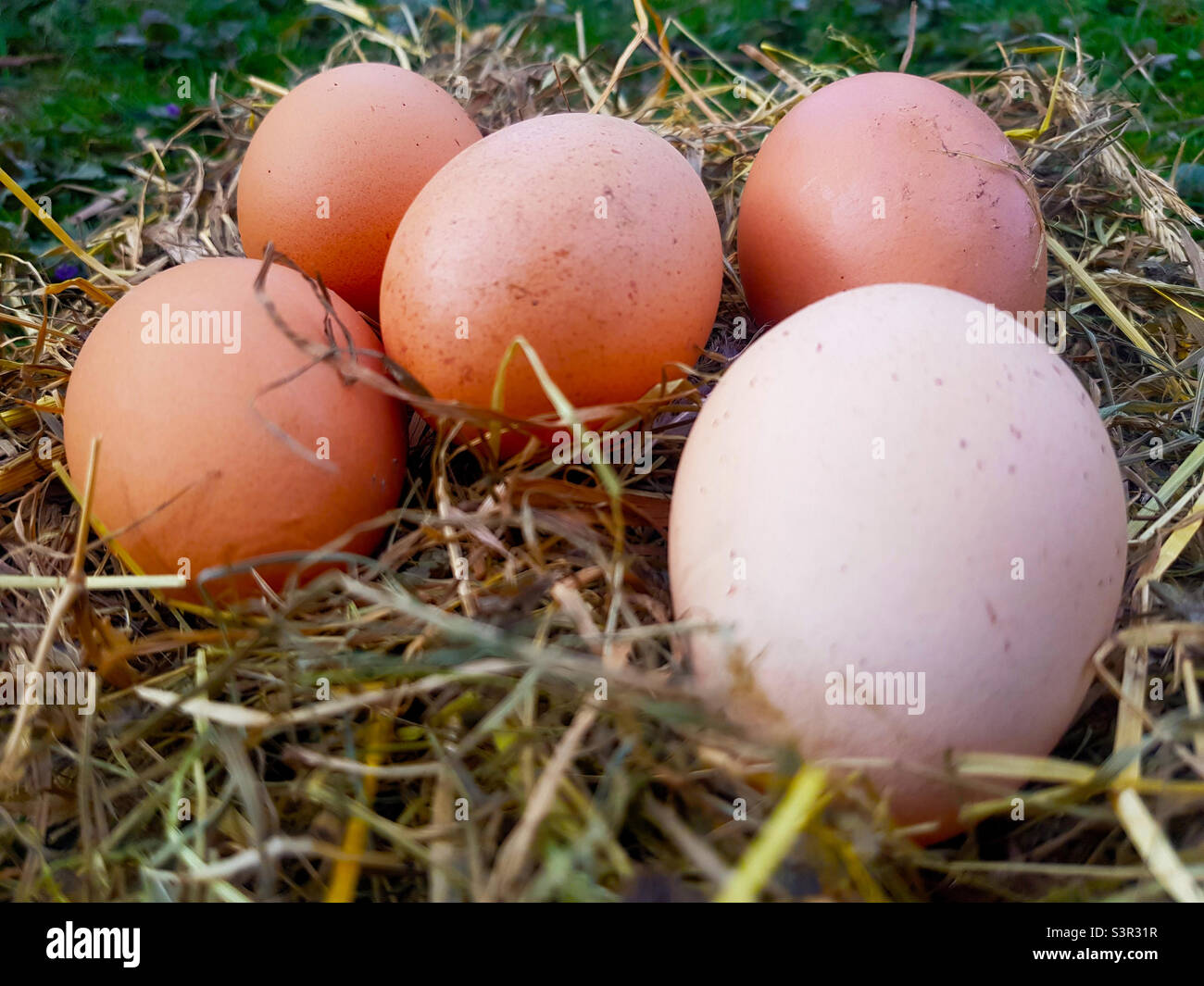 Red eggs in a straw nest close-up - Smartphone Captured Stock Image