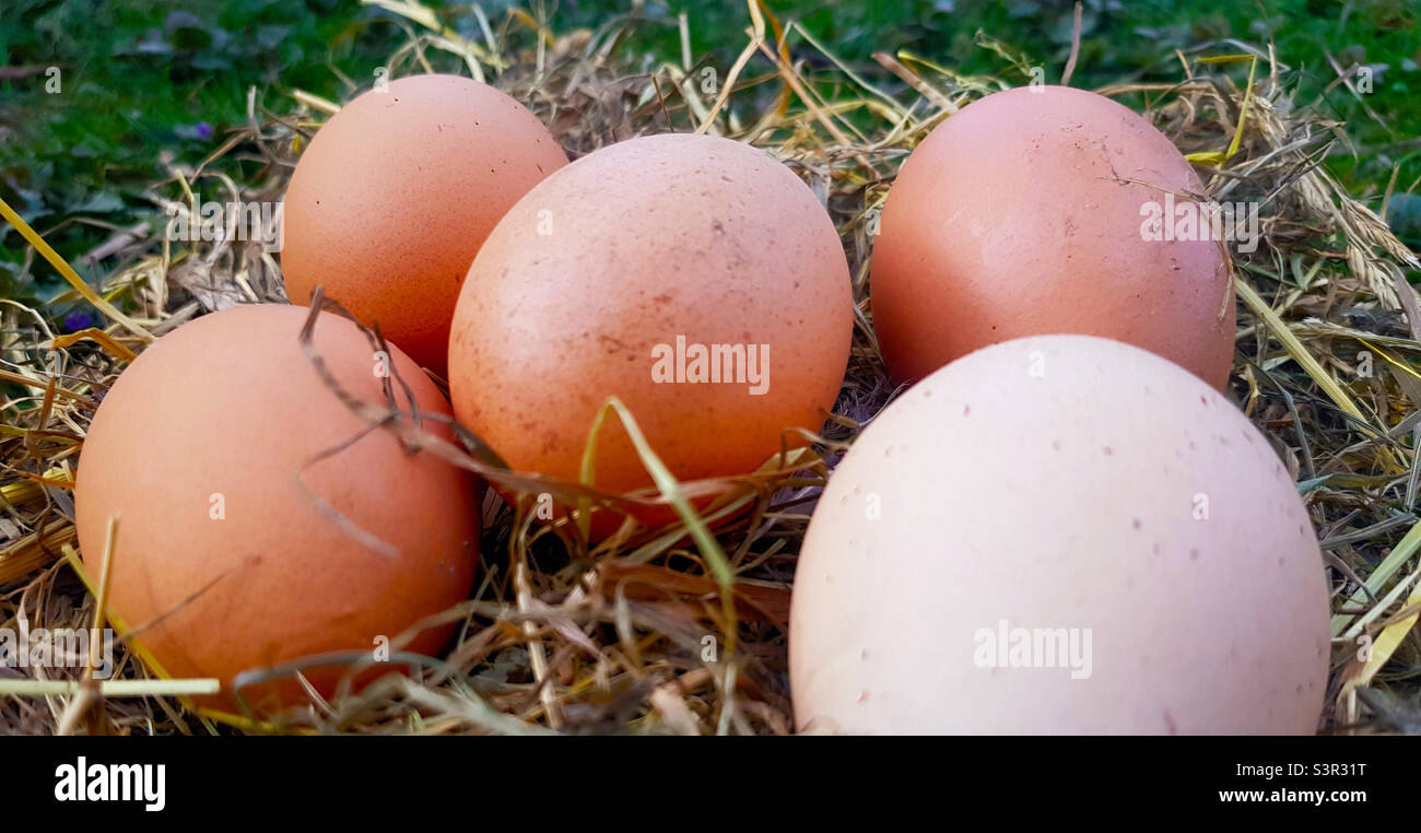 Red eggs in a straw nest close-up - Smartphone Captured Stock Image