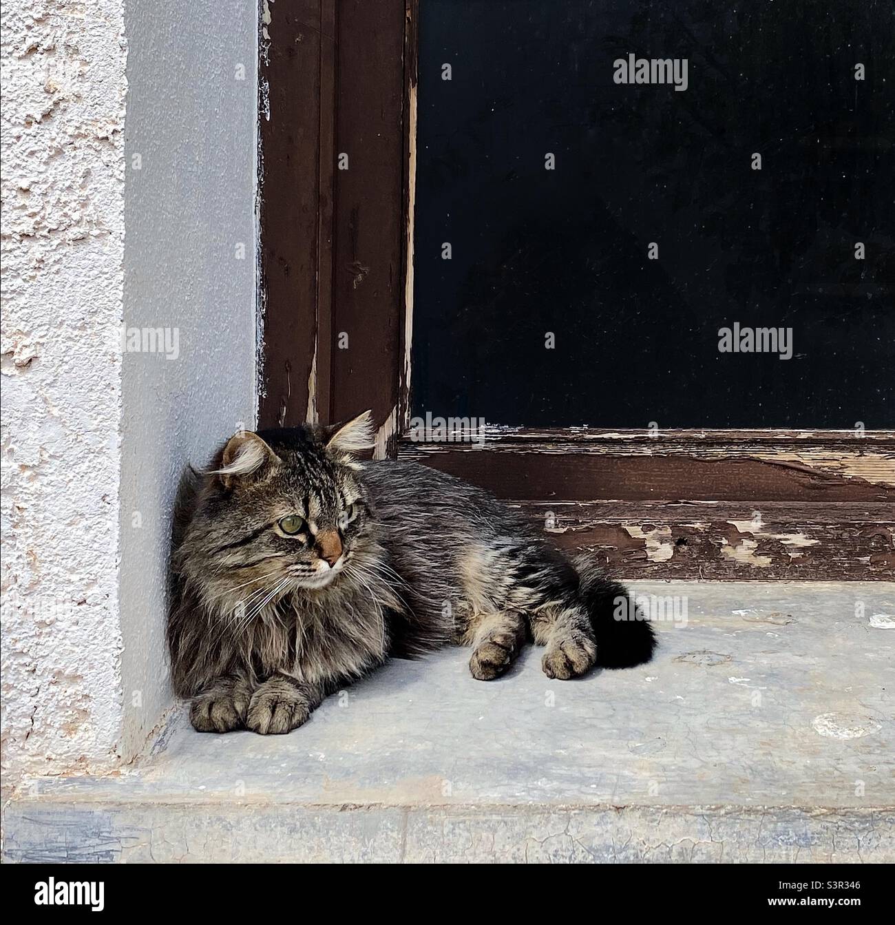 A long haired tabby cat is perched on the concrete exterior window sill observing movements nearby. The brown paint on the wooden window frame is flaking. Stock Photo