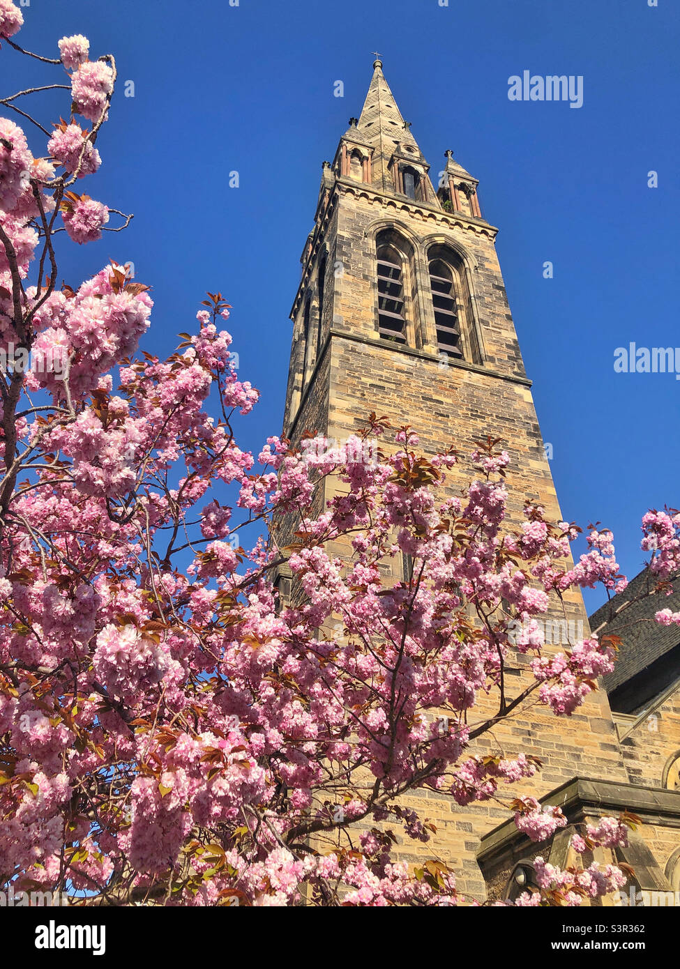 St Peter’s Scottish Episcopal church, Lutton Place, Edinburgh. Spring time with the cherry blossoms in full bloom. Stock Photo