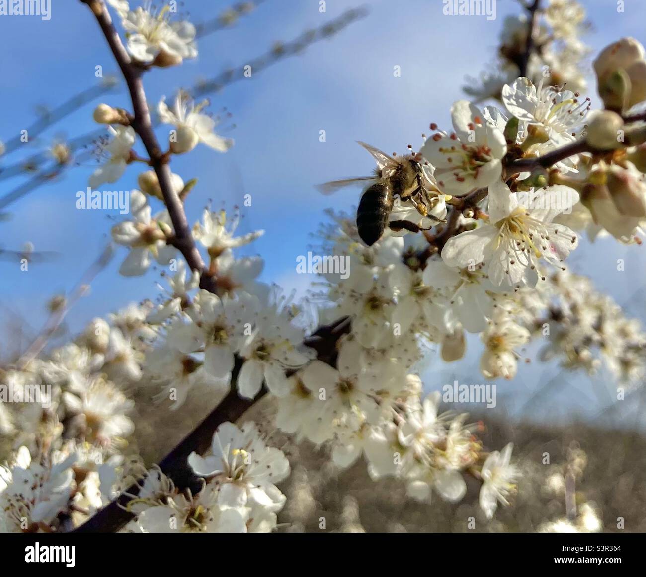 Honey bee on blossom Stock Photo