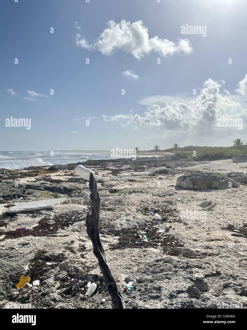 Plastic cup caught on drift wood decaying on beach blowing in the wind - save the planet - Smartphone Captured Stock Image