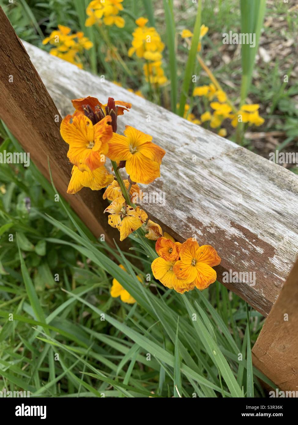 Wallflowers by wooden fence Stock Photo