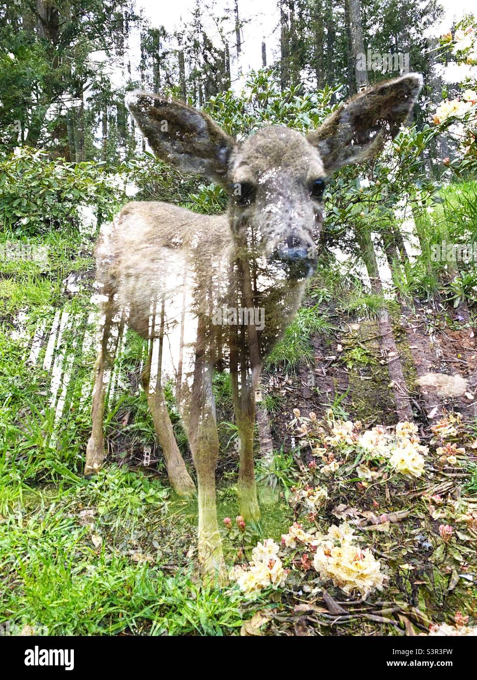 Deer in forest double exposure. Stock Photo