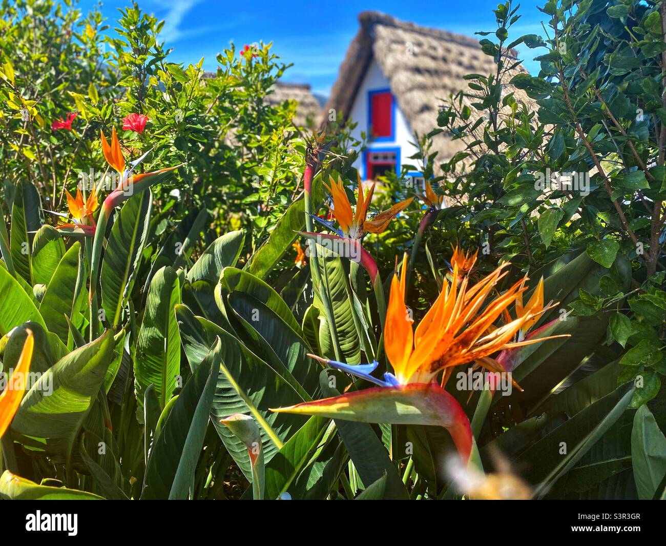 Santana houses. Madeira. - Smartphone Captured Stock Image