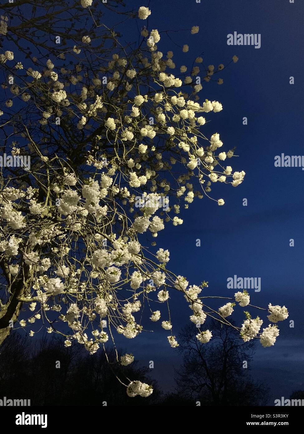 White blossom tree at dusk lit up by street lamp against blue sky Stock Photo