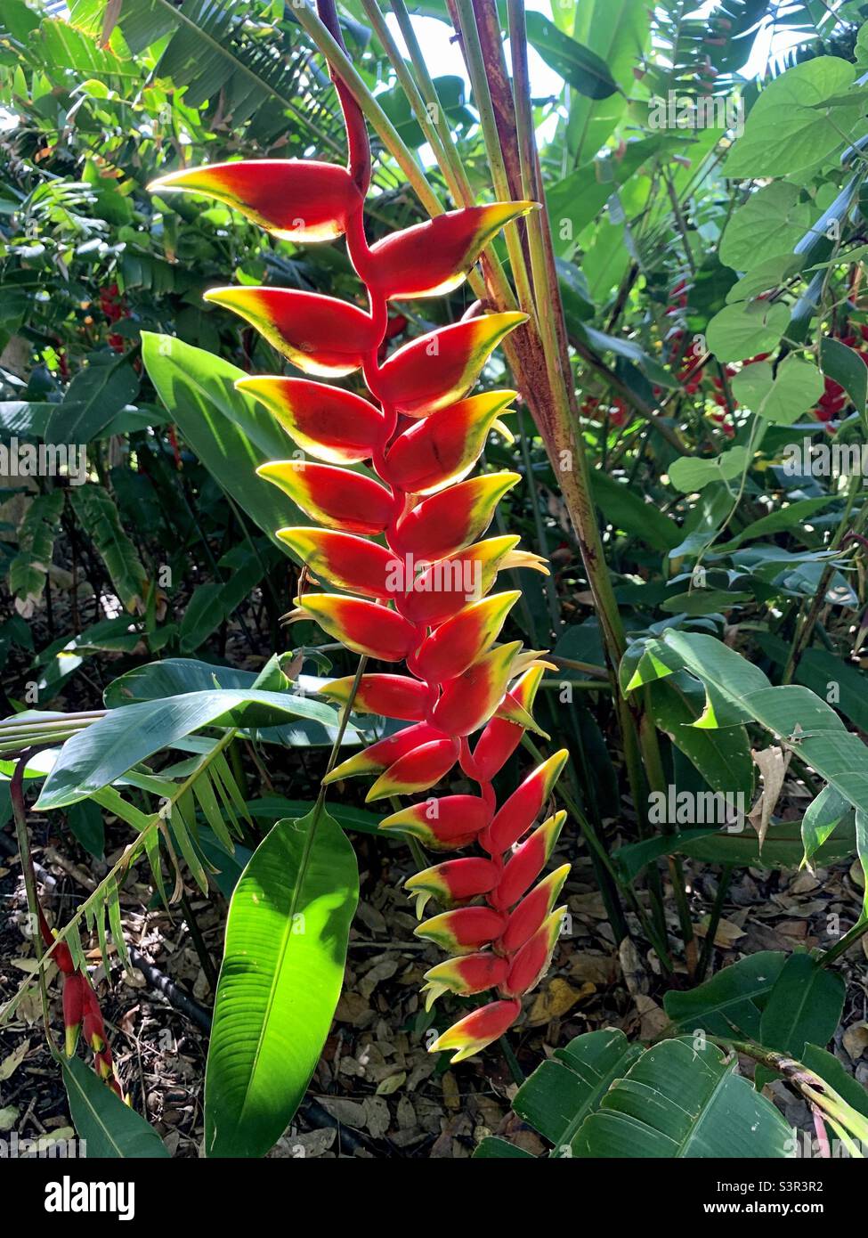 Wahiawa hires stock photography and images Alamy